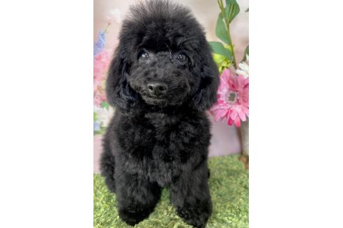 販売中の岡山県のトイプードル-380995の5枚目