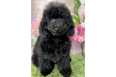 販売中の岡山県のトイプードル-380995の2枚目
