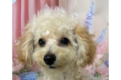販売中の岡山県のティーカッププードル-377085の12枚目