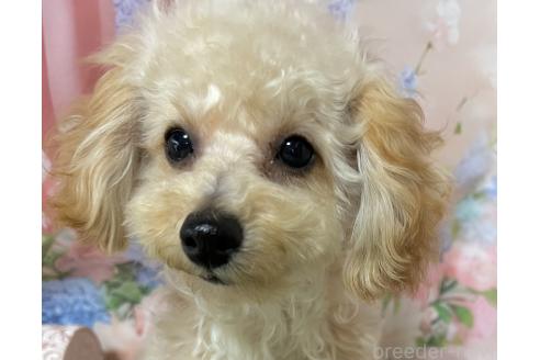 販売中の岡山県のティーカッププードル-377085の9枚目