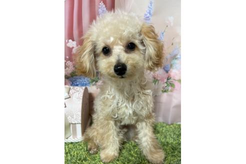 販売中の岡山県のティーカッププードル-377085の8枚目