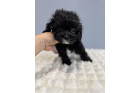 販売中の徳島県のキャバプー:キャバリア×トイプードル-392436の5枚目