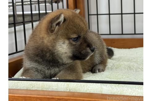 販売中の岡山県の柴犬-392441の5枚目