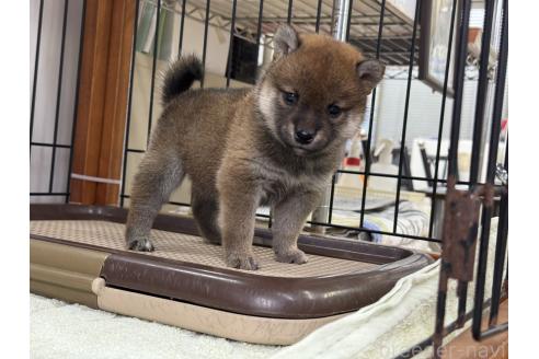 販売中の岡山県の柴犬-392441の4枚目