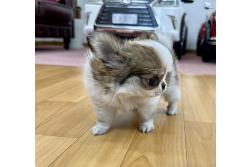 商談中の香川県のチワワ(ロングコート)-392629の22枚目