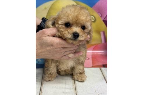 販売中の広島県のティーカッププードル-385414の5枚目