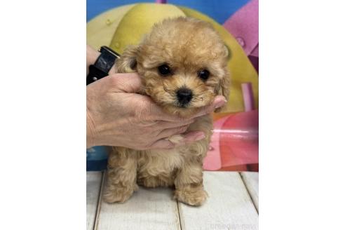 販売中の広島県のティーカッププードル-385414