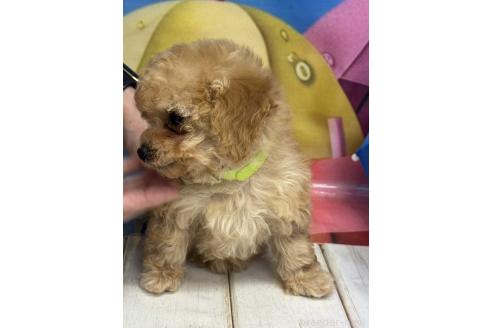 販売中の広島県のティーカッププードル-385414の4枚目