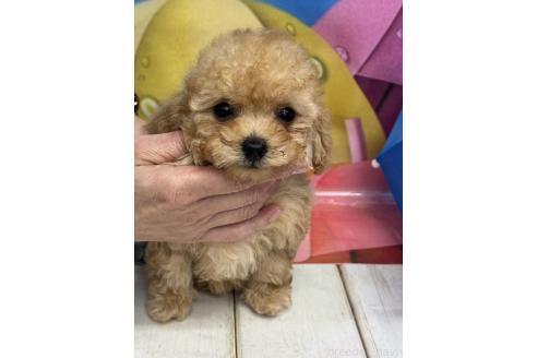 販売中の広島県のティーカッププードル-385414の2枚目