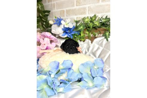販売中の愛知県のタイニープードル-392653の7枚目