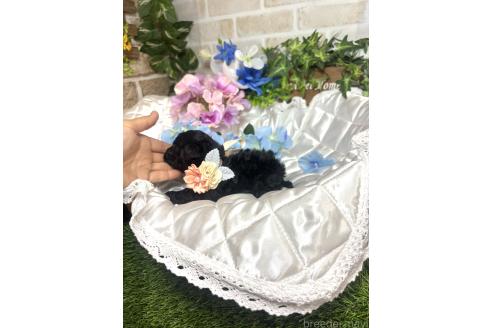 販売中の愛知県のタイニープードル-392653の4枚目