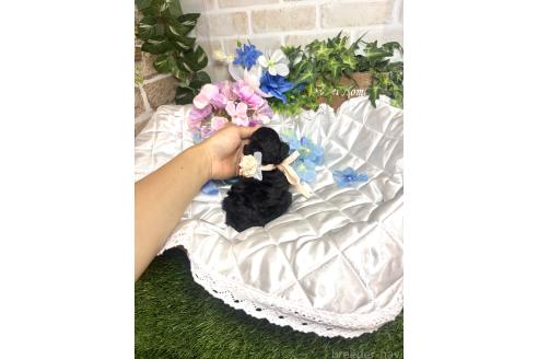 販売中の愛知県のタイニープードル-392653の2枚目