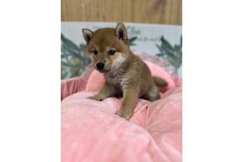 販売中の埼玉県の柴犬-392655の6枚目