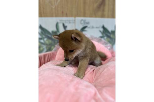 販売中の埼玉県の柴犬-392655の5枚目