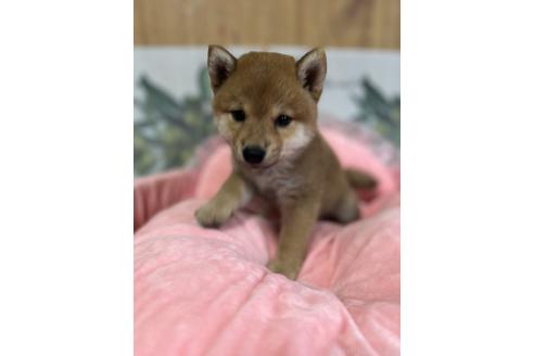 販売中の埼玉県の柴犬-392655の4枚目