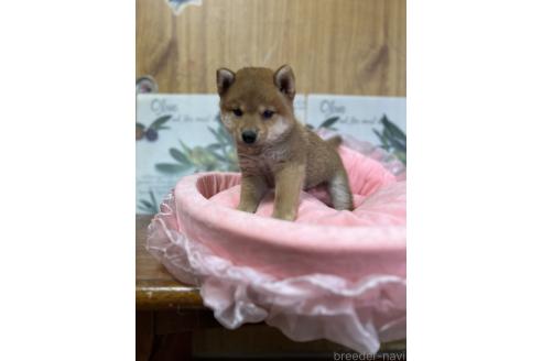 販売中の埼玉県の柴犬-392655の3枚目