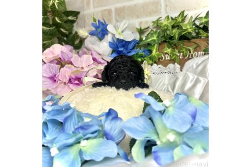 販売中の愛知県のタイニープードル-392656の5枚目
