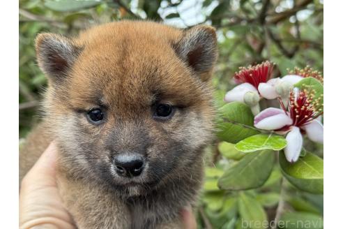 販売中の岡山県の柴犬-392657の5枚目