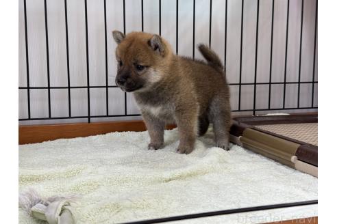 販売中の岡山県の柴犬-392657の3枚目