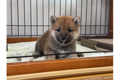 販売中の岡山県の柴犬-392657の2枚目
