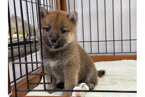 販売中の岡山県の柴犬-392657の1枚目