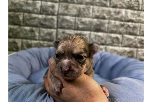 販売中の埼玉県のミックス犬-392669の5枚目