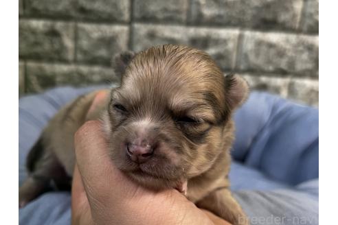 販売中の埼玉県のミックス犬-392669の4枚目