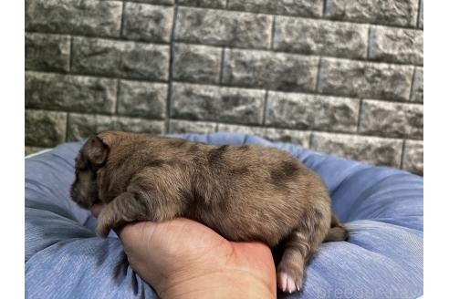 販売中の埼玉県のミックス犬-392669の3枚目