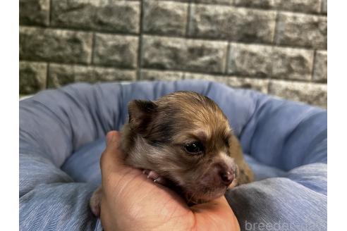 販売中の埼玉県のミックス犬-392669の2枚目