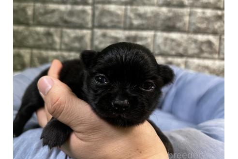 販売中の埼玉県のミックス犬-392670の6枚目