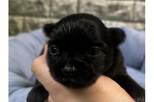 販売中の埼玉県のミックス犬-392670の5枚目