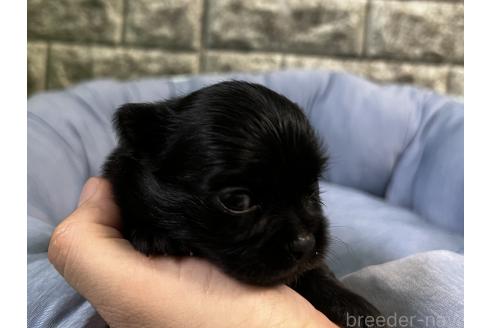 販売中の埼玉県のミックス犬-392670の4枚目