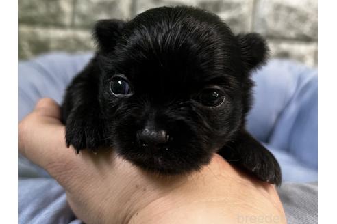 販売中の埼玉県のミックス犬-392670の3枚目