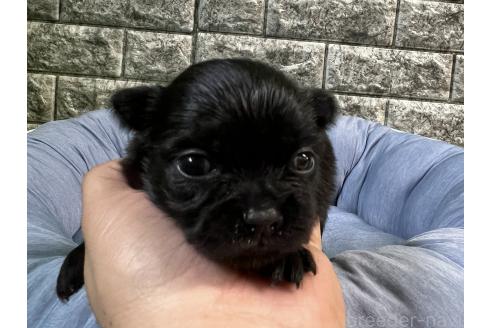 販売中の埼玉県のミックス犬-392670の2枚目