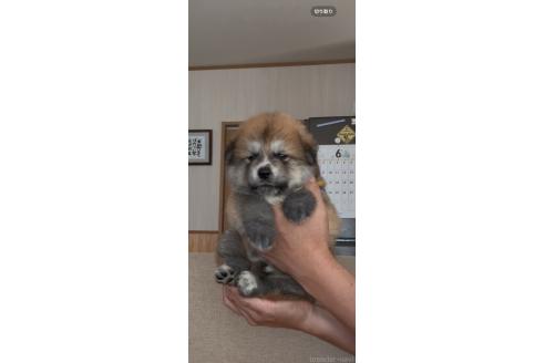 販売中の佐賀県のミックス犬-392671の4枚目