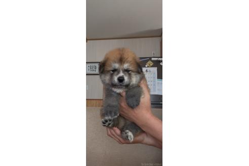 販売中の佐賀県のミックス犬-392671の2枚目