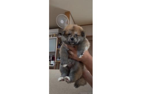 販売中の佐賀県のミックス犬-392672の5枚目