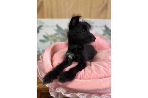 販売中の埼玉県のミックス犬-378003の4枚目