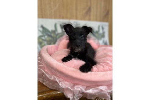 販売中の埼玉県のミックス犬-378003の3枚目
