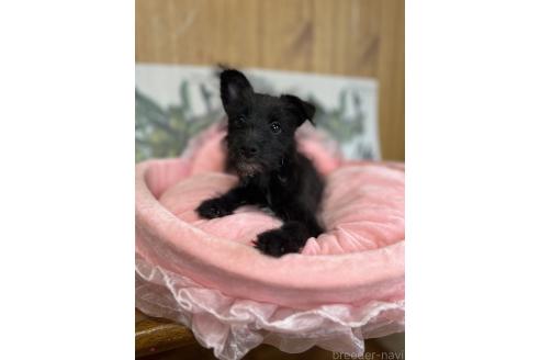 販売中の埼玉県のミックス犬-378003の2枚目
