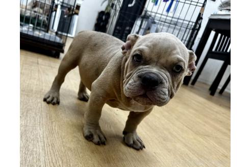 販売中の千葉県のアメリカンブリー-382124の3枚目