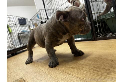 販売中の千葉県のアメリカンブリー-382294の2枚目