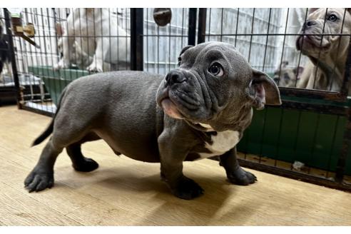 販売中の千葉県のアメリカンブリー-382126の2枚目