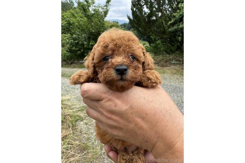 販売中の奈良県のティーカッププードル-392691