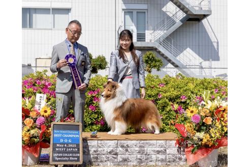 販売中の和歌山県のシェットランドシープドッグ(シェルティ)-392696の2枚目