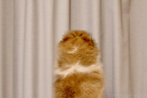成約済の和歌山県のシェットランドシープドッグ(シェルティ)-391459の6枚目