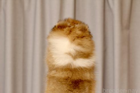 成約済の和歌山県のシェットランドシープドッグ(シェルティ)-391460の4枚目