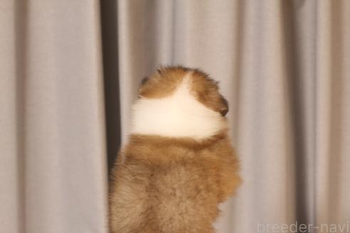 成約済の和歌山県のシェットランドシープドッグ(シェルティ)-391461の4枚目