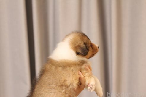 成約済の和歌山県のシェットランドシープドッグ(シェルティ)-391461の3枚目