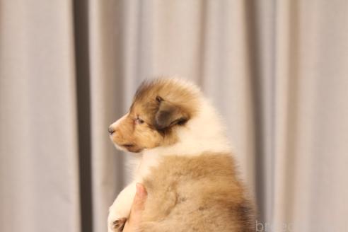 成約済の和歌山県のシェットランドシープドッグ(シェルティ)-391461の2枚目